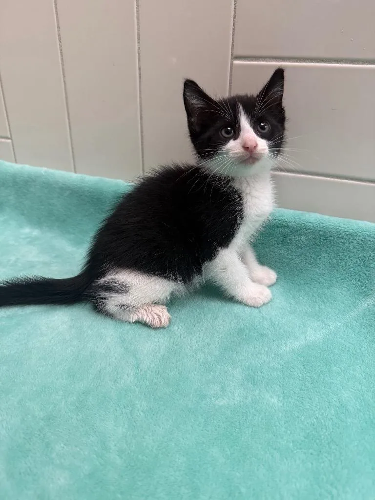 Funyun thumbnail 2
