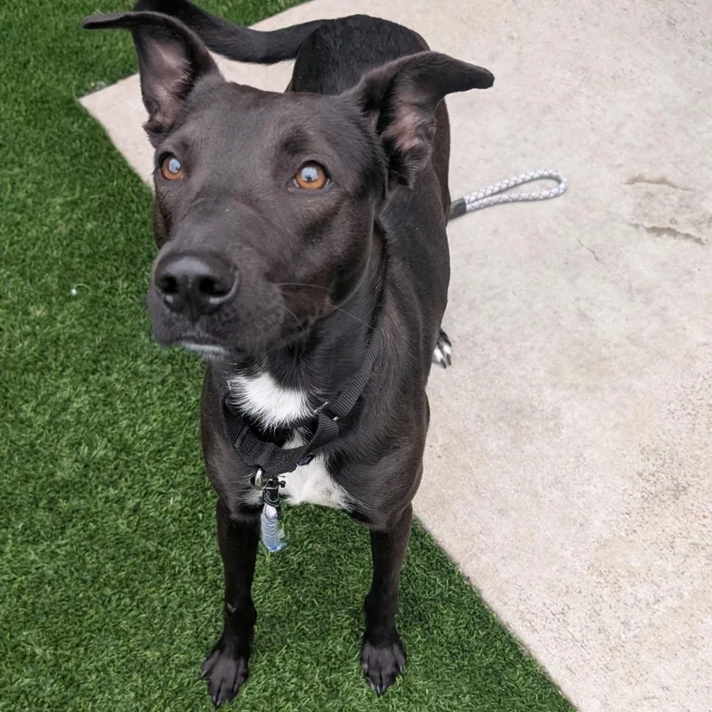 A young medium-sized male Mixed Breed dog named Pickle for adoption in Pittsburgh, PA