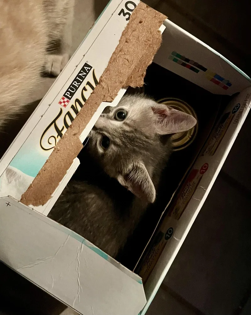 A baby small-sized female Tabby cat named Presley for adoption in Rural Hall, NC