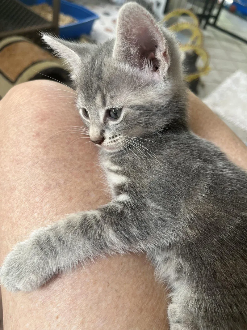 Presley thumbnail 2