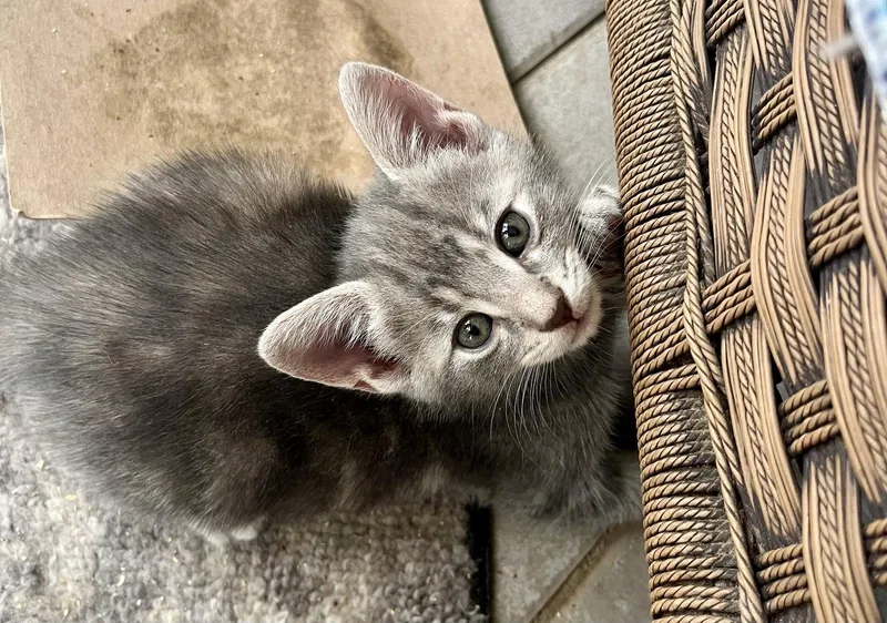 Presley thumbnail 3