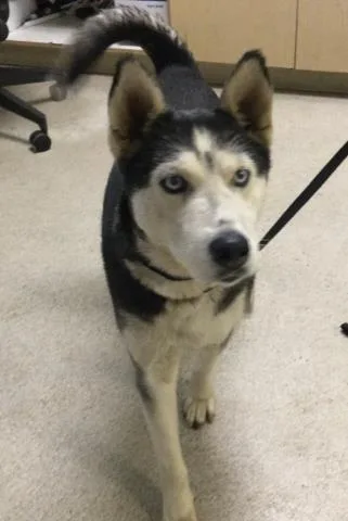 An adult medium-sized female Siberian Husky dog named Laska for adoption in Riverside, CA