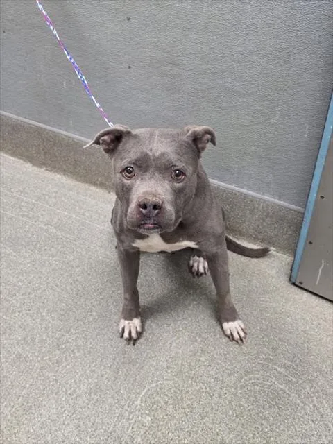 An adult small-sized female Pit Bull Terrier dog named Elsa for adoption in Las Vegas, NV