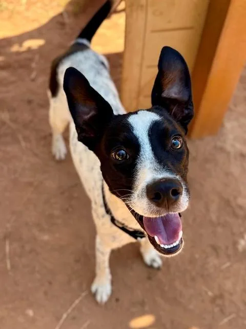 A young small-sized male Parson Russell Terrier dog named Shenzi for adoption in York, SC