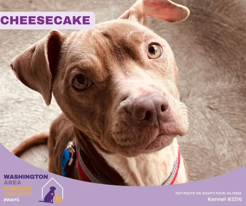 A young medium-sized female Brown / Chocolate Pit Bull Terrier dog named Cheesecake for adoption in Eighty Four, PA