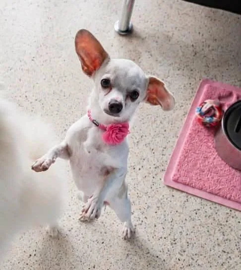 A baby small-sized female Chihuahua dog named Luna for adoption in Palm City, FL