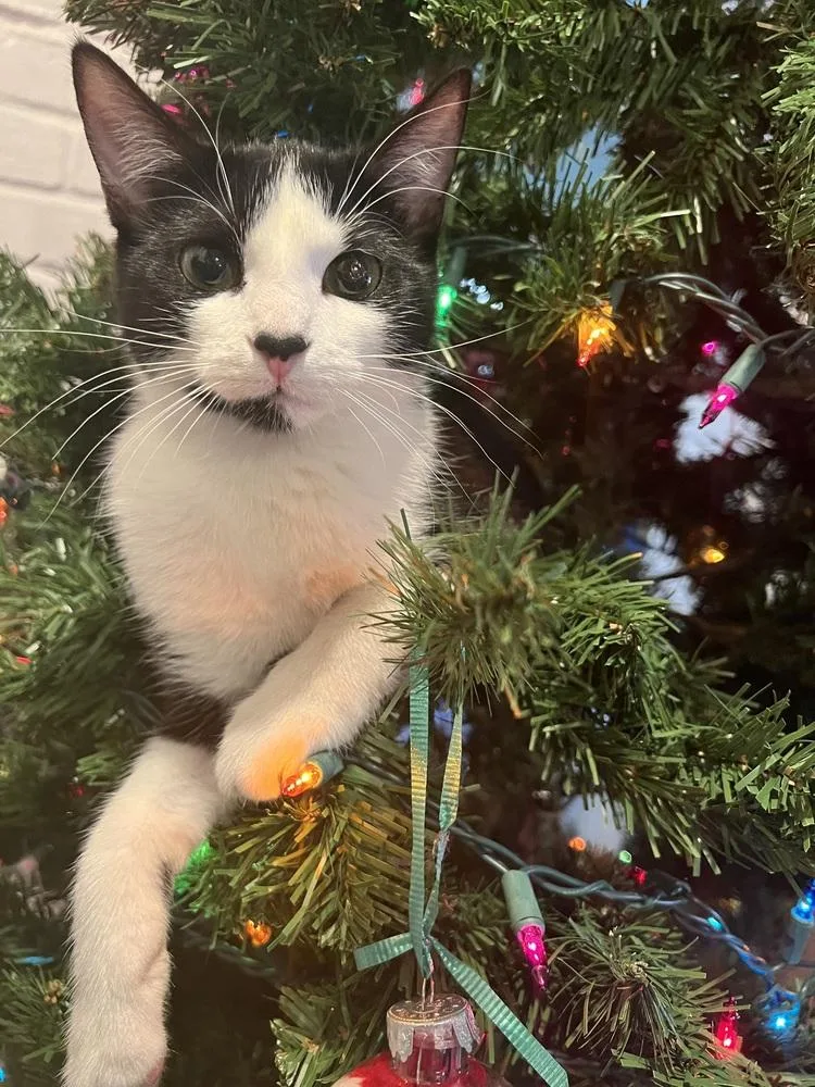 An adult medium-sized female Domestic Short Hair cat named Sweet Tart for adoption in Dallas, TX