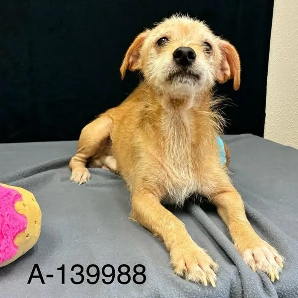 Latte  Fee Sponsored thumbnail 3