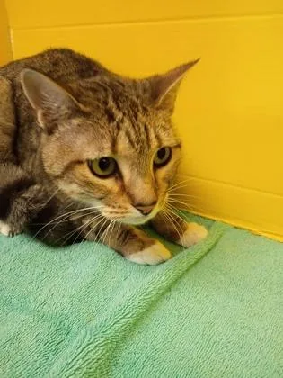 An adult small-sized female Domestic Short Hair cat named Makita for adoption in Houston, TX