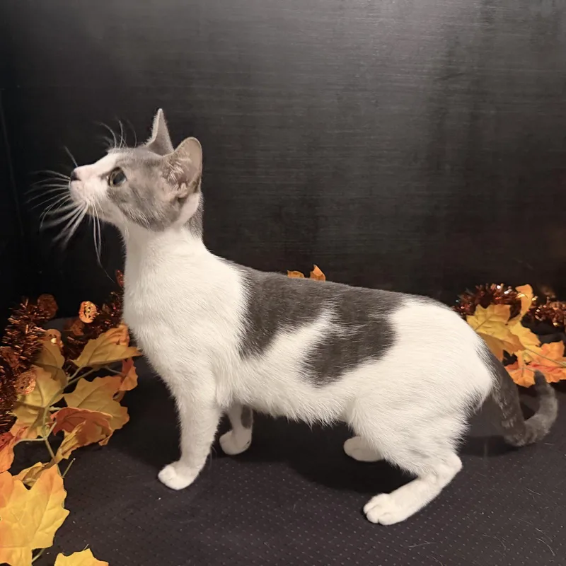 A young medium-sized female Gray & White Tabby cat named Mama Mia for adoption in Fayetteville, GA