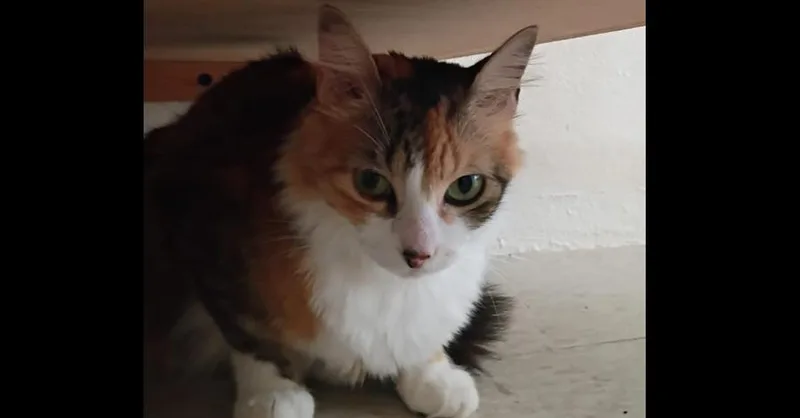 Susi