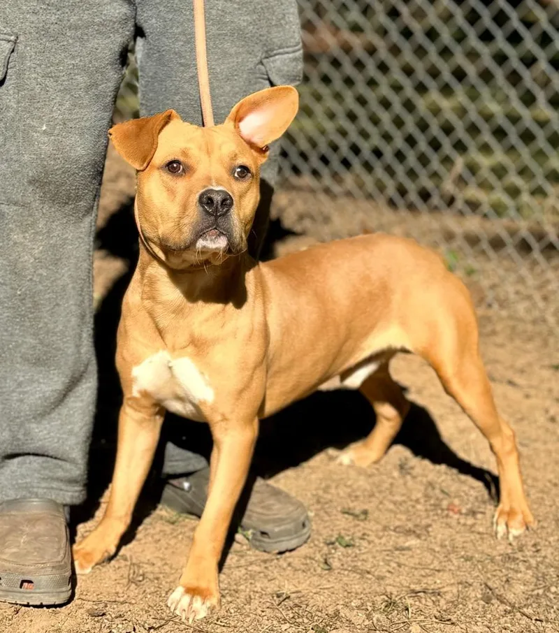 A young medium-sized male Mixed Breed dog named Angus T. Bovine for adoption in Albany, GA