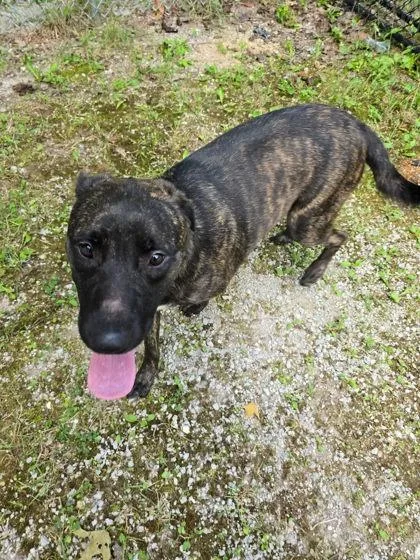 An adult large-sized female Brindle Labrador Retriever dog named Aurora for adoption in Harbor Springs, MI