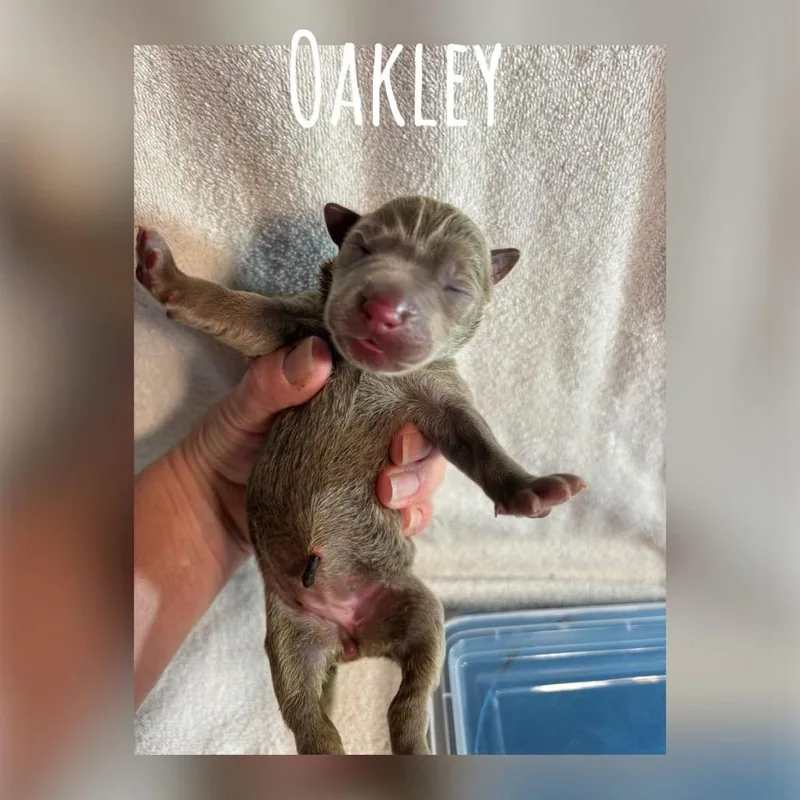 Oakley Earth C thumbnail 2