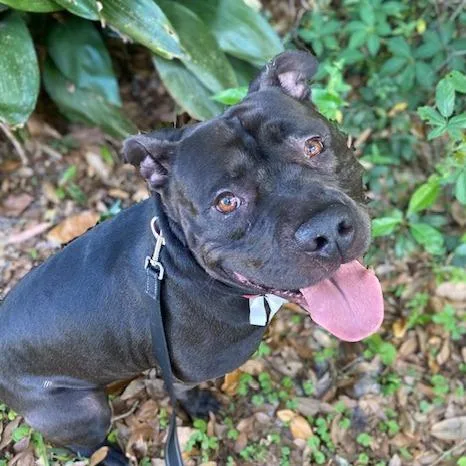 An adult large-sized male Black Mixed Breed dog named Kobe for adoption in Jacksonville, FL