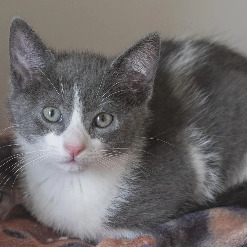 A baby medium-sized male Gray & White Domestic Short Hair cat named Sunoco for adoption in Pontiac, MI