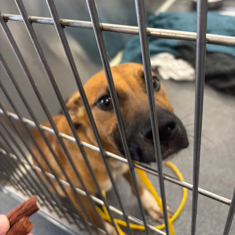 A baby small-sized female Yellow / Tan / Blond / Fawn Shepherd dog named Aries for adoption in Montgomery, AL