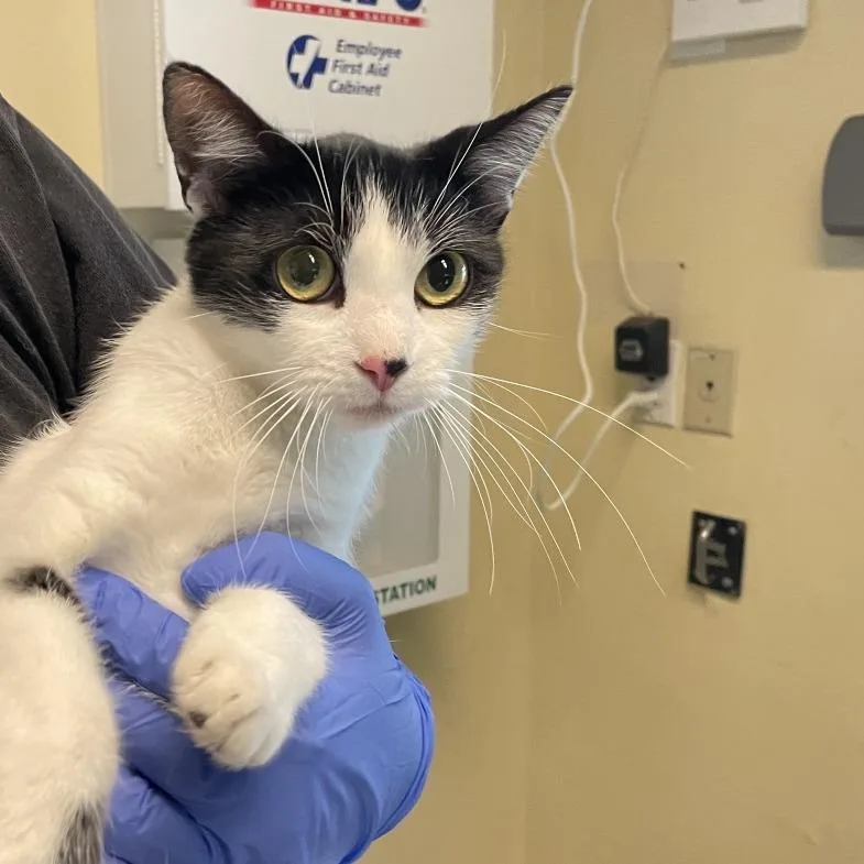 A young medium-sized female White Domestic Short Hair cat named Starfire for adoption in Pasadena, CA