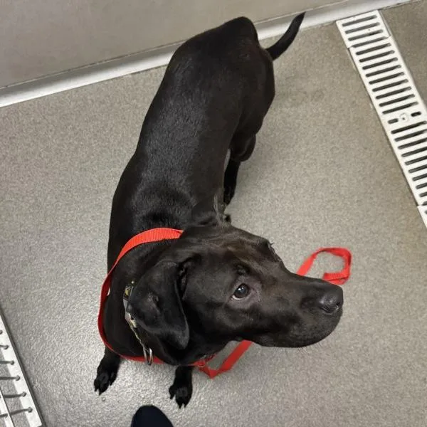 A young medium-sized female Labrador Retriever dog named Bella for adoption in Des Moines, IA