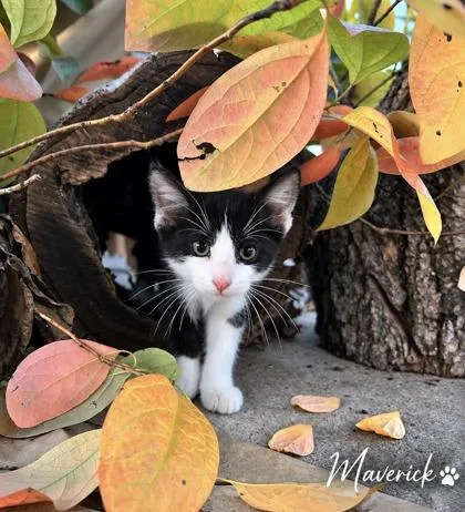 A baby small-sized male Domestic Short Hair cat named Maverick for adoption in Morton Grove, IL