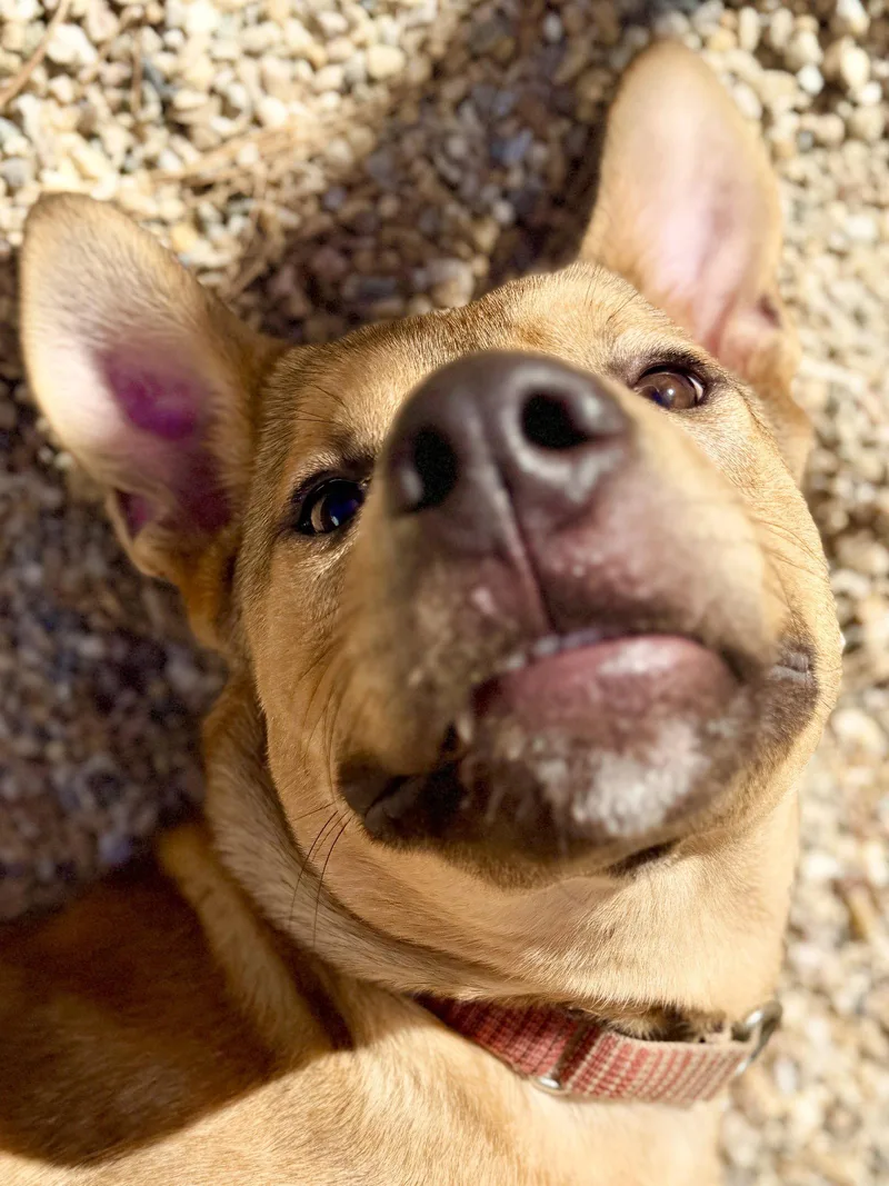 An adult medium-sized male Shepherd dog named Roo for adoption in West Cornwall, CT