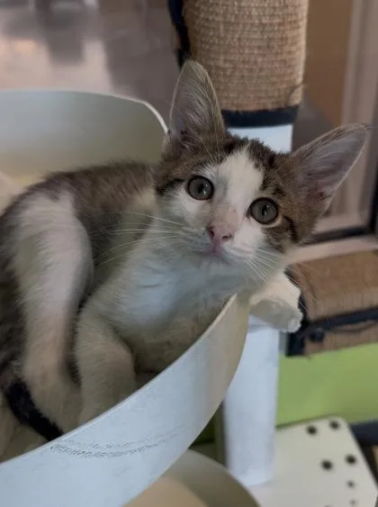 A baby small-sized male Domestic Medium Hair cat named Prince for adoption in New Orleans, LA