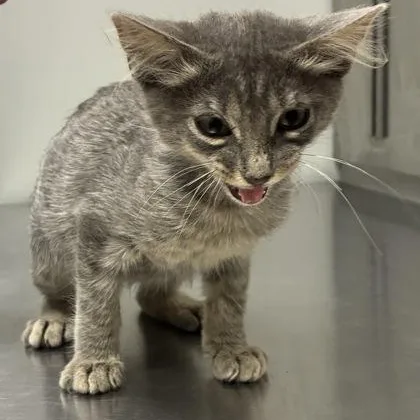 A young medium-sized male Tabby (Gray / Blue / Silver) Domestic Short Hair cat named Zuko for adoption in Converse, TX