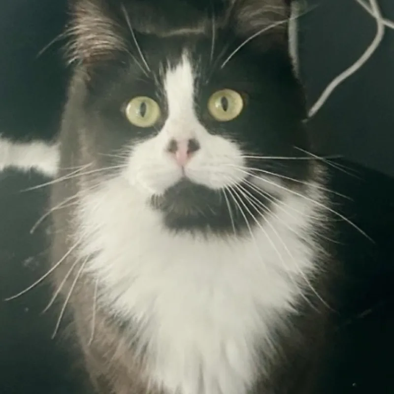 A young small-sized male Black Domestic Short Hair cat named Dexter for adoption in Carmel, IN