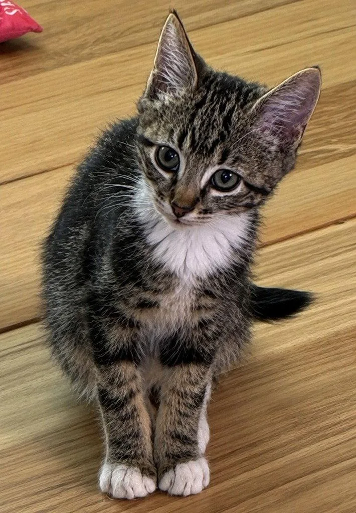 A baby medium-sized male Domestic Short Hair cat named Barry for adoption in St. Helens, OR