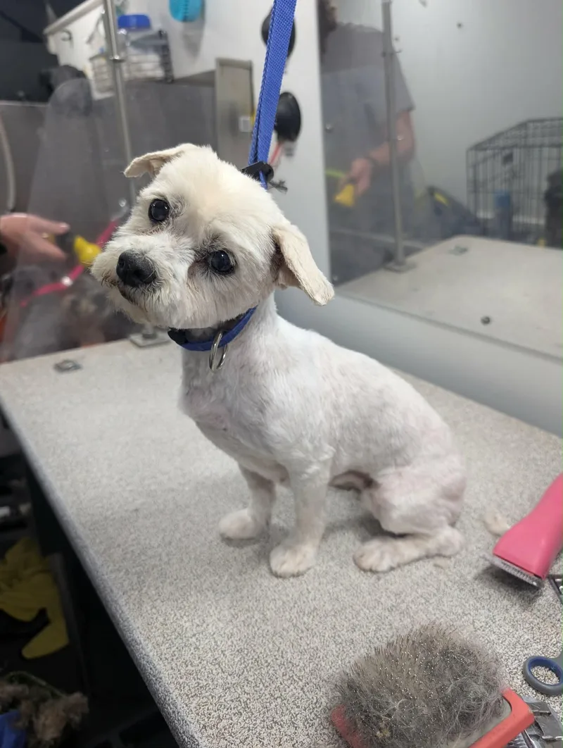 An adult small-sized female Maltese dog named Birdie for adoption in Grafton, WI