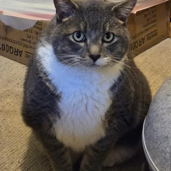 An adult extra large-sized male Gray / Blue / Silver Domestic Short Hair cat named Bubba for adoption in Grand Rapids, MN