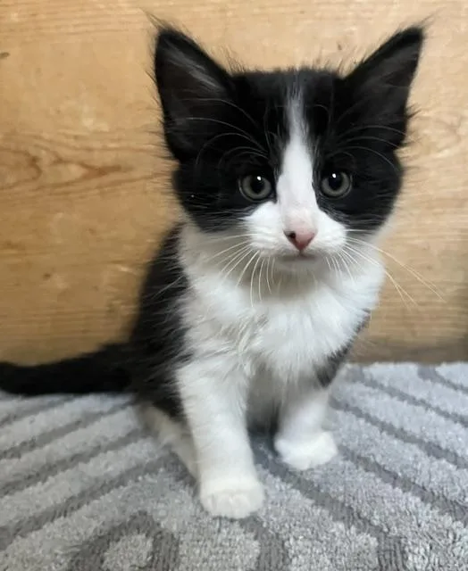 A baby small-sized female Black & White / Tuxedo Domestic Medium Hair cat named Velvet for adoption in Trenton, MO