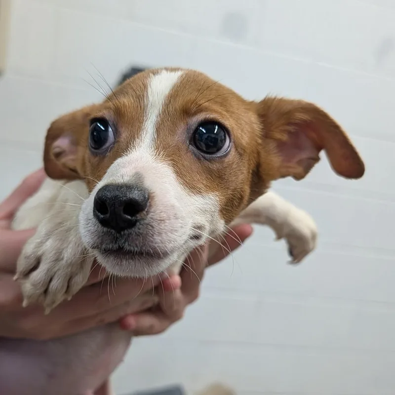 Enchilada