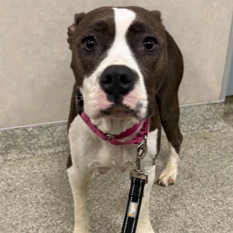 An adult medium-sized female Brindle Mixed Breed dog named Orchestra for adoption in Jacksonville, FL