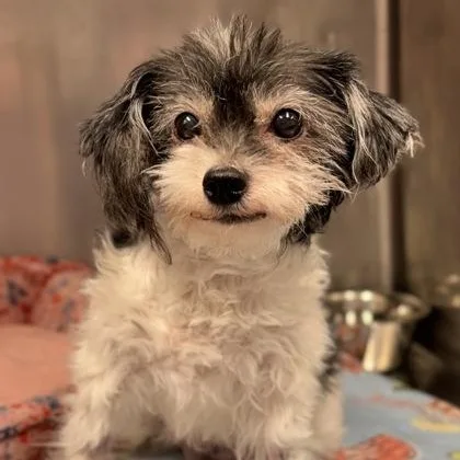 A senior small-sized female Gray / Blue / Silver Shih Tzu dog named Hattie for adoption in Tinley Park, IL