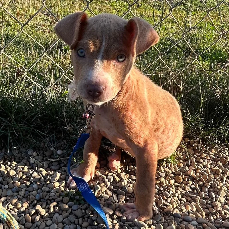 A baby small-sized female Yellow / Tan / Blond / Fawn Pit Bull Terrier dog named Pink for adoption in Columbia Station, OH