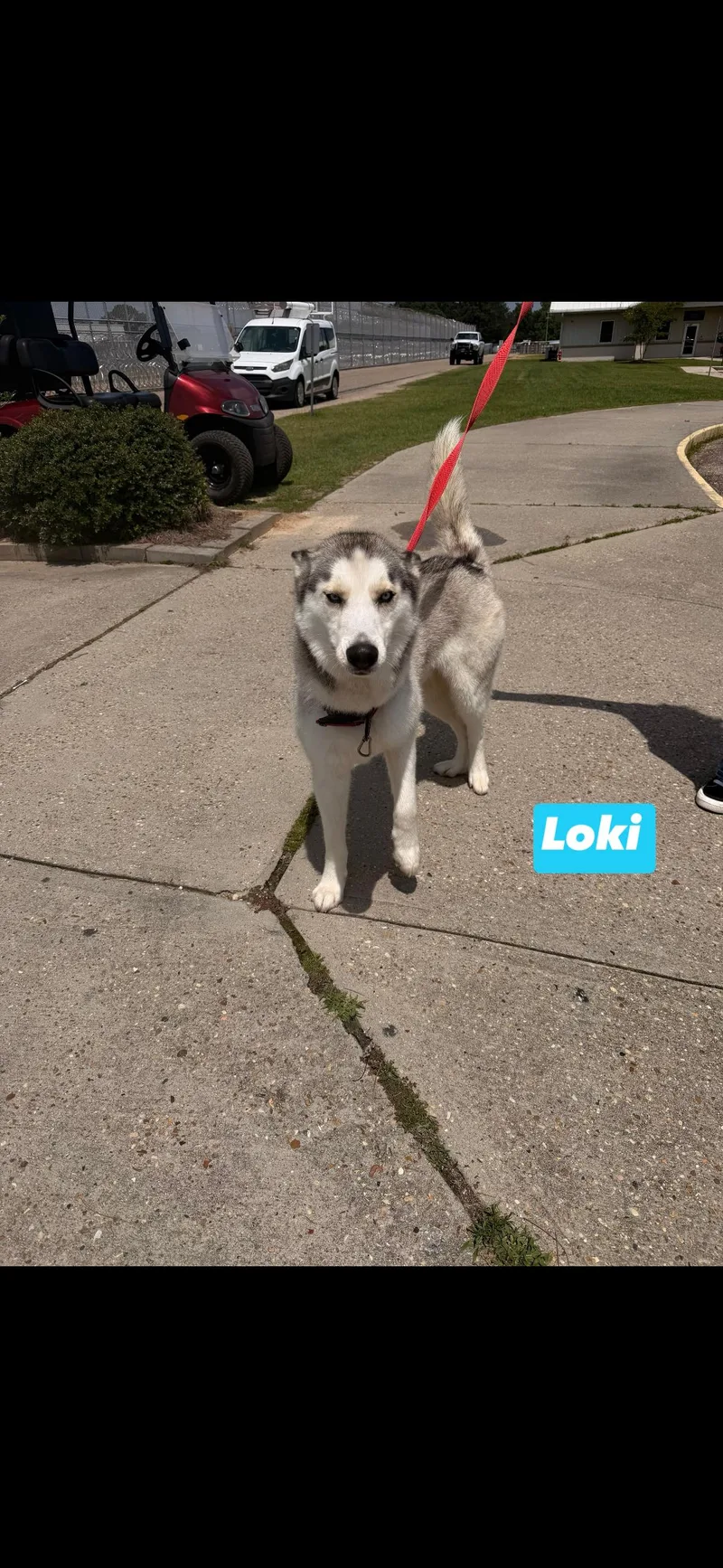 A young medium-sized male Tricolor (Brown, Black, & White) Husky dog named Loki for adoption in seaside heights, NJ