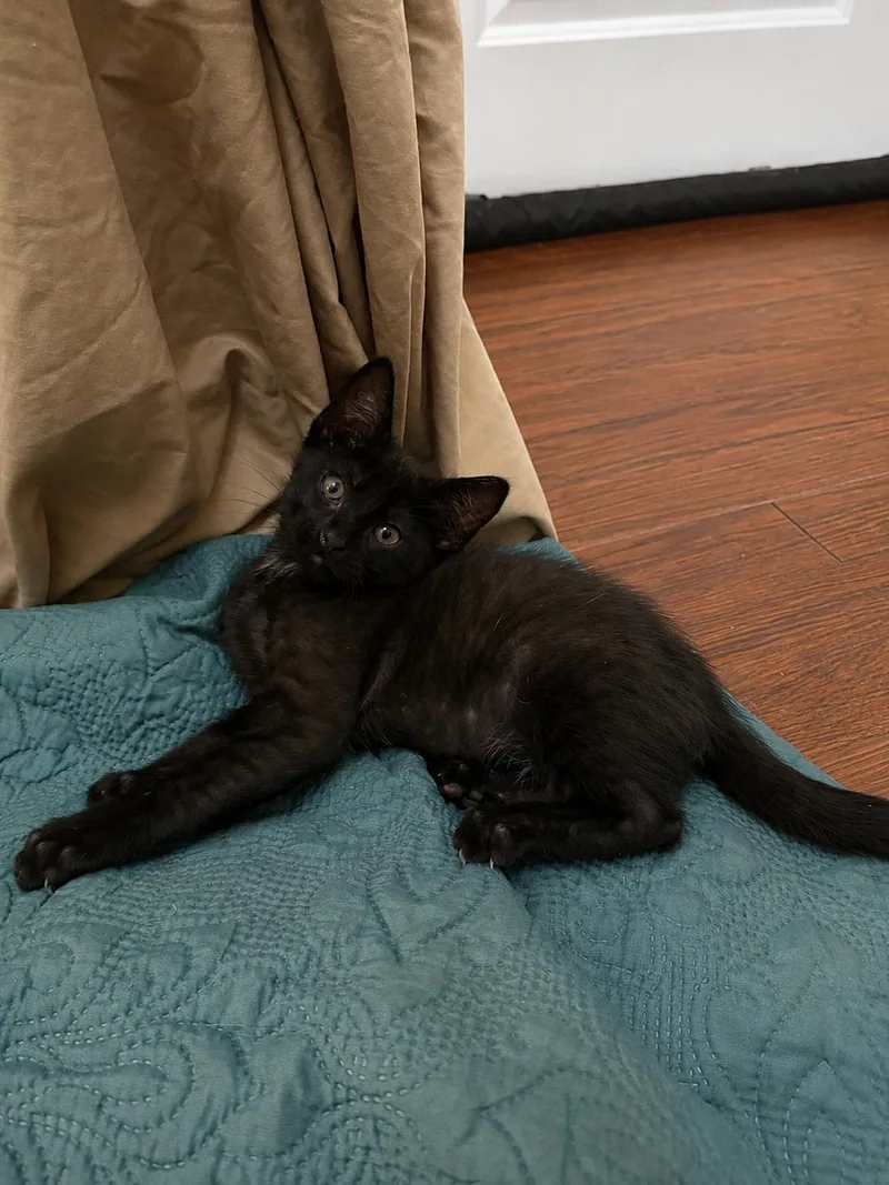 A baby small-sized male Black American Shorthair cat named Cricket for adoption in Paulina, LA