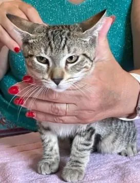 A baby medium-sized male Tabby (Brown / Chocolate) Abyssinian cat named Betty for adoption in Berkeley Heights, NJ