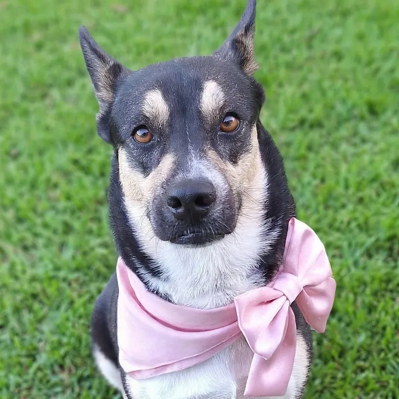 A young medium-sized female Tricolor (Brown, Black, & White) Labrador Retriever dog named Jazmine for adoption in New York, NY