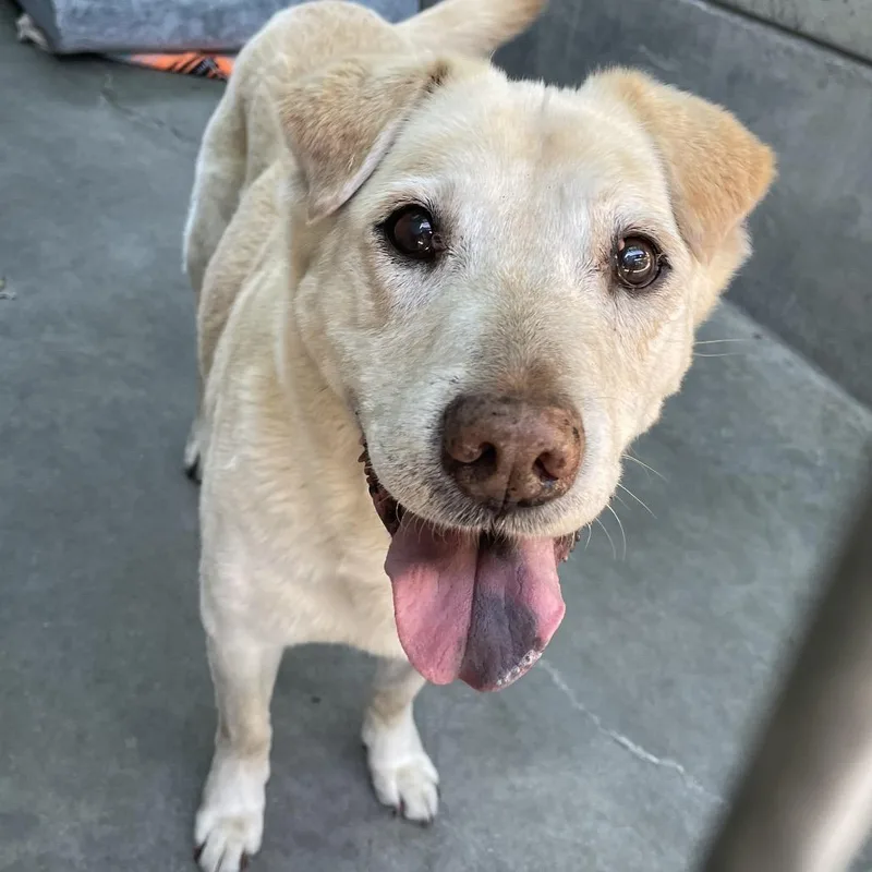 A baby small-sized female Yellow / Tan / Blond / Fawn Labrador Retriever dog named Candy for adoption in Pasadena, CA