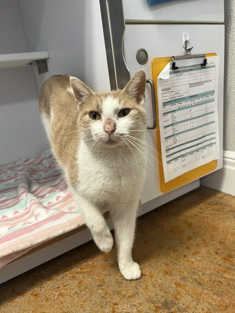 Boss Man thumbnail 2