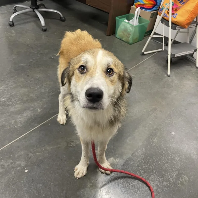 An adult medium-sized male Golden Mixed Breed dog named Spaghetti for adoption in Dickinson, TX