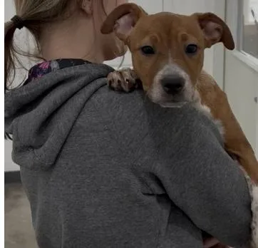A young medium-sized female Brown / Chocolate Boxer dog named Betsy for adoption in Chillicothe, MO