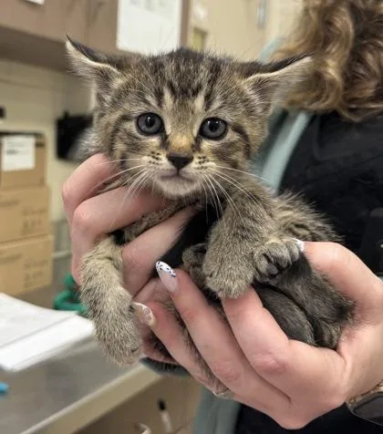A baby small-sized female Domestic Short Hair cat named Cove for adoption in Fishers, IN