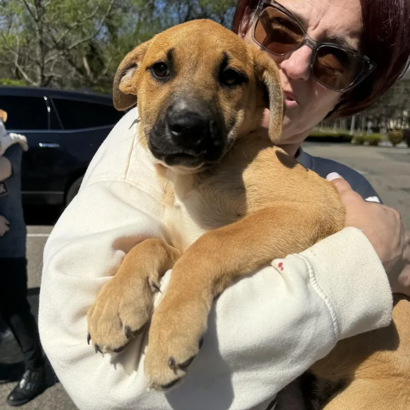 Ny Lindy Avail Apr thumbnail 3