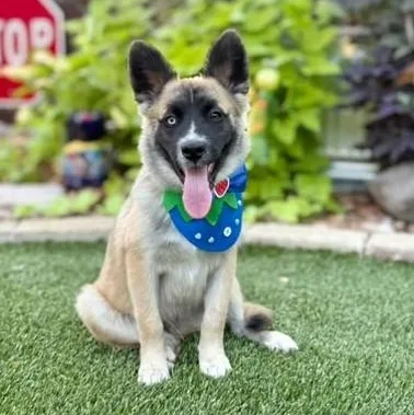 A baby medium-sized male Siberian Husky dog named Enzo for adoption in Southport, CT