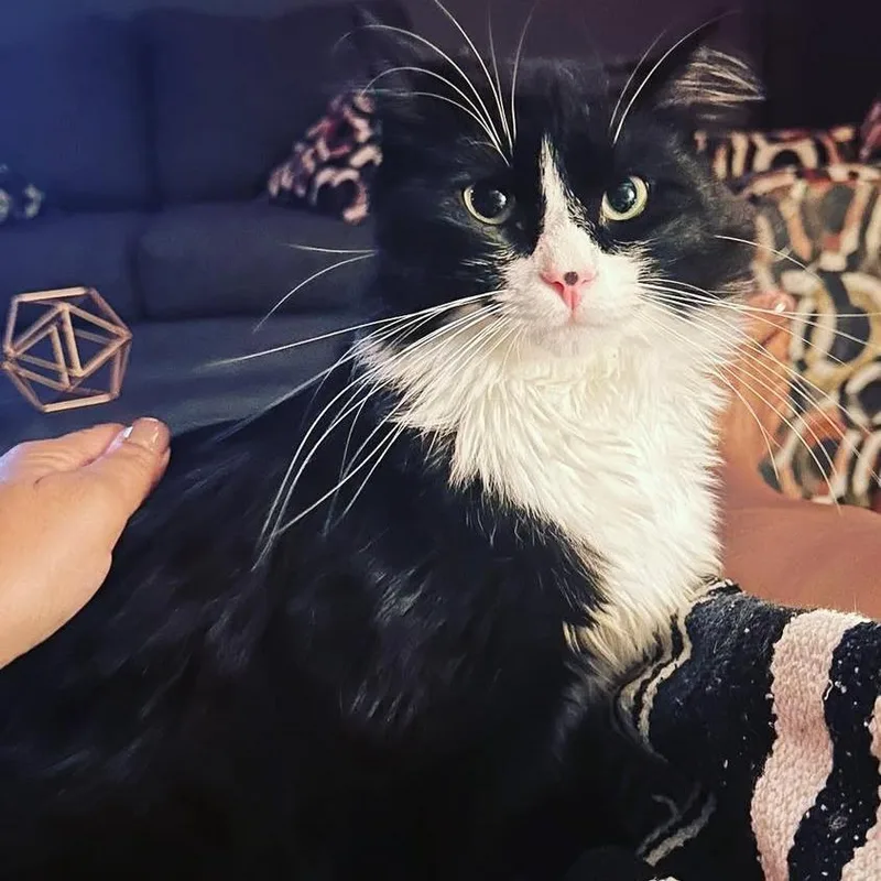 An adult large-sized male Black Domestic Long Hair cat named Poe for adoption in Decatur, GA