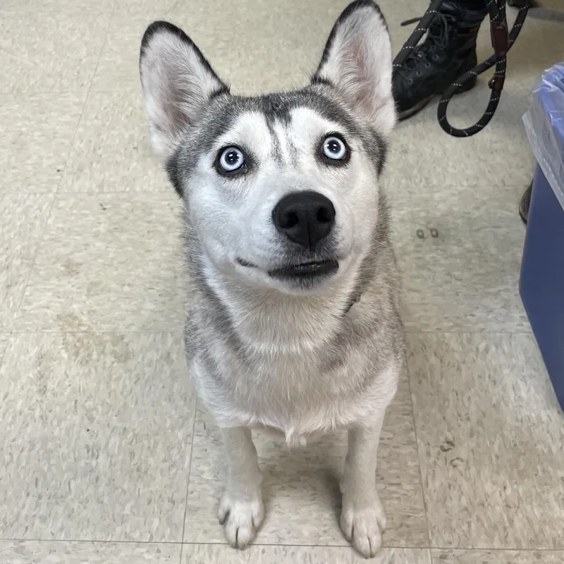 An adult medium-sized female White / Cream Mixed Breed dog named StraySouthLumpkinRoad"Luna" for adoption in Columbus, GA