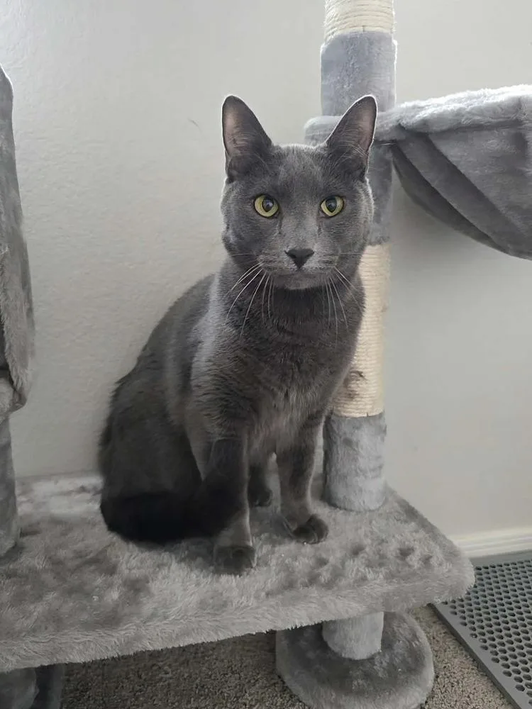 Diego